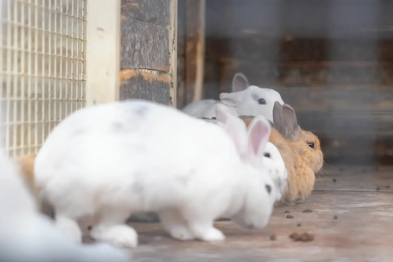 Çiftlik Hayvanları