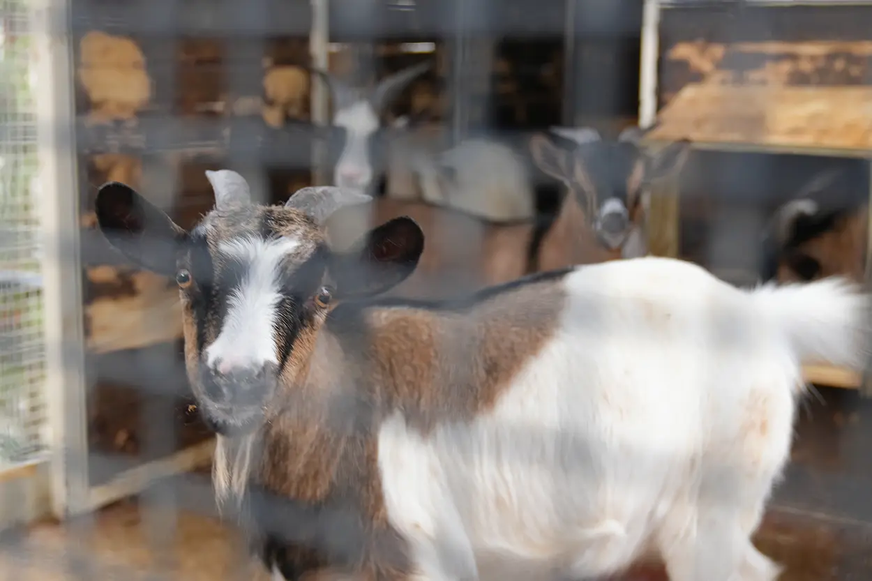 Çiftlik Hayvanları