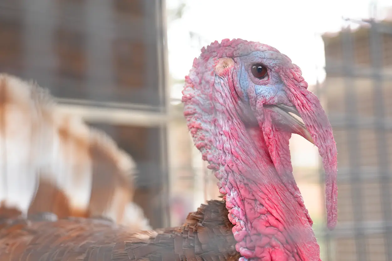 Çiftlik Hayvanları