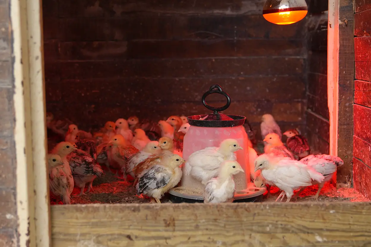 Çiftlik Hayvanları