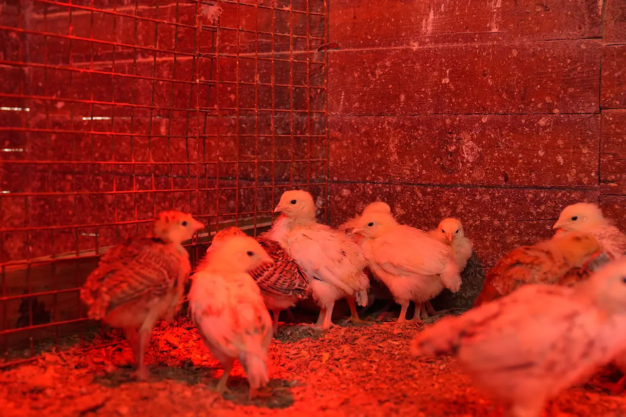 Çiftlik Hayvanları