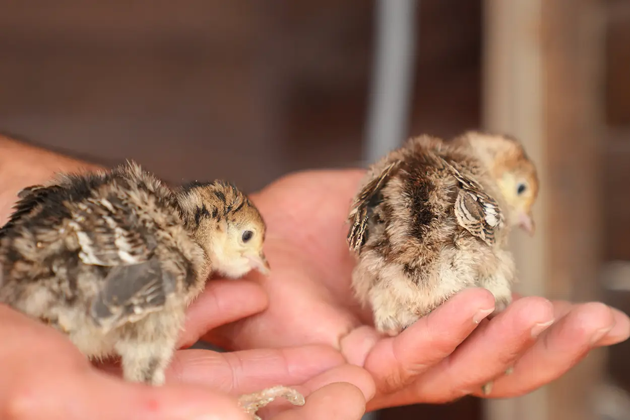 Çiftlik Hayvanları