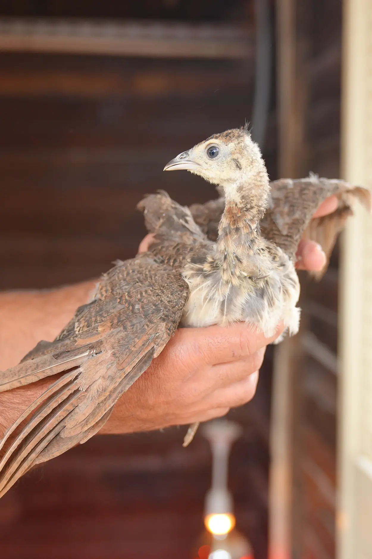 Çiftlik Hayvanları