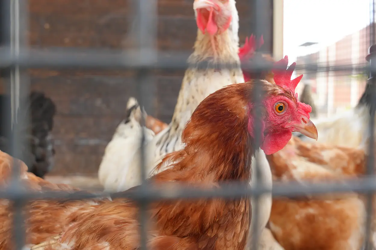 Çiftlik Hayvanları