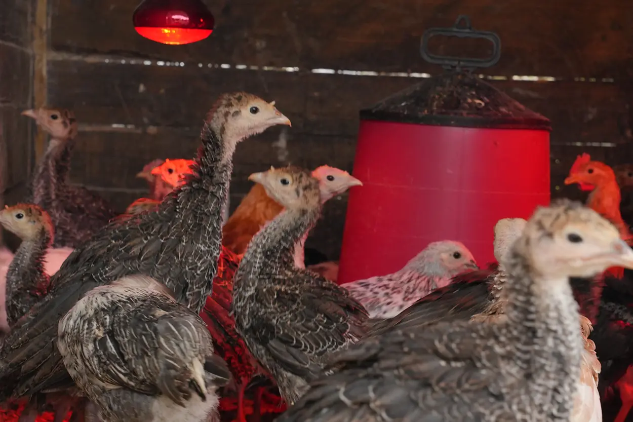 Çiftlik Hayvanları