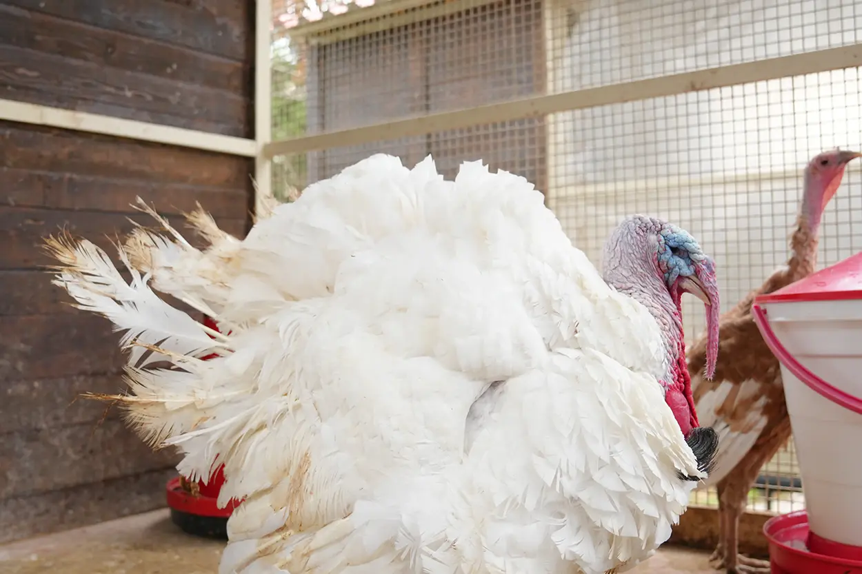 Çiftlik Hayvanları