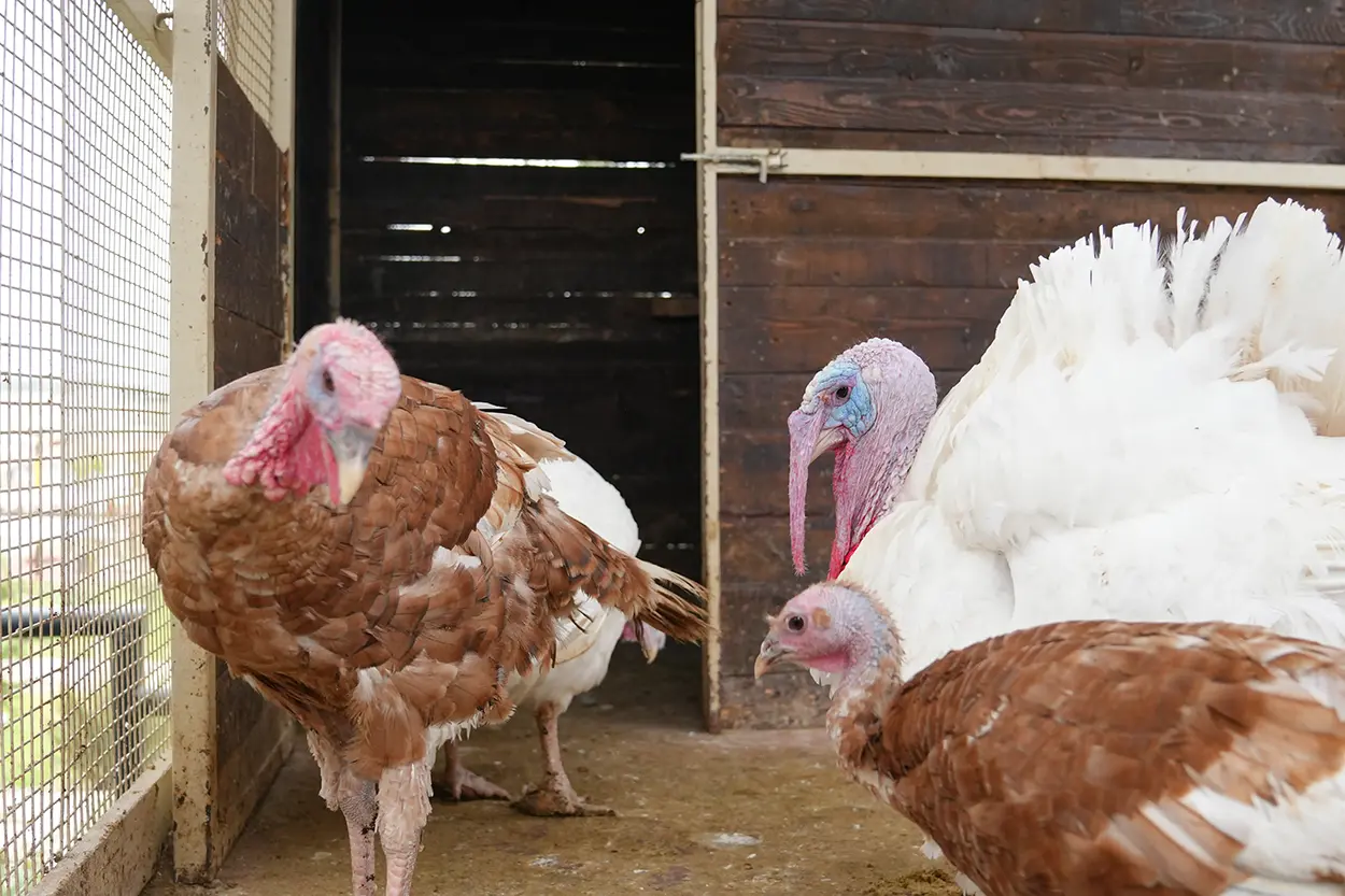 Çiftlik Hayvanları