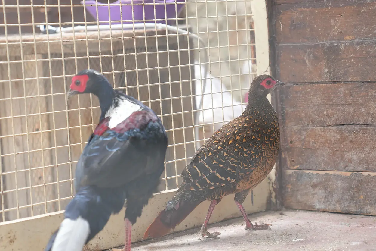 Çiftlik Hayvanları