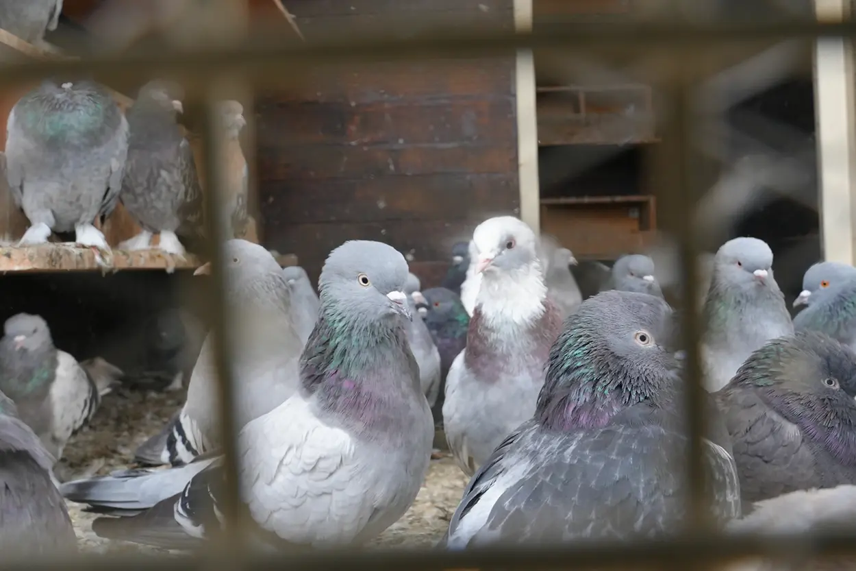 Çiftlik Hayvanları