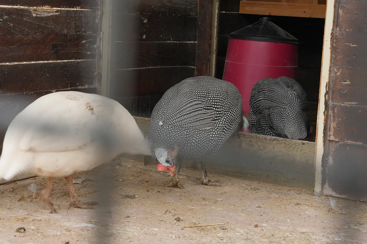 Çiftlik Hayvanları