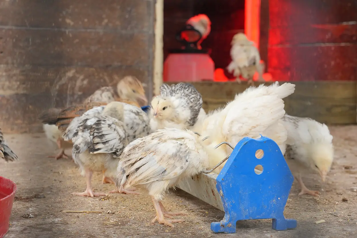 Çiftlik Hayvanları