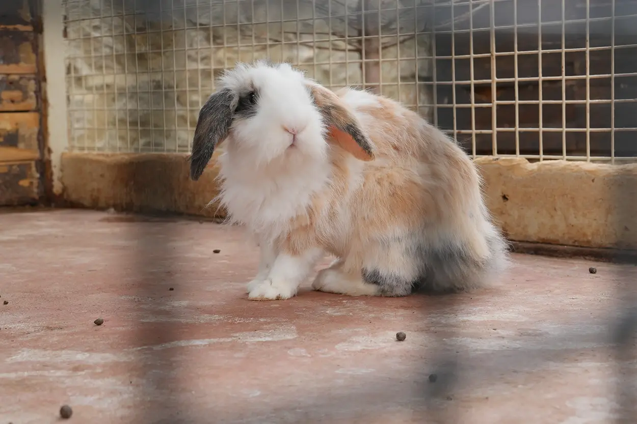 Çiftlik Hayvanları